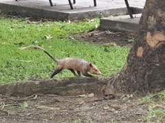 Didelphis marsupialis