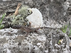 Lepidophyma