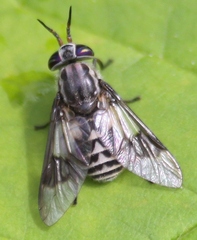 Chrysops aestuans