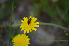 Cribroleptura