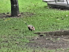 Didelphis marsupialis