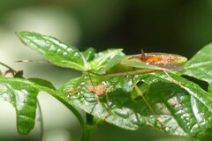 Homoeocerus graminis