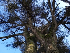 Quercus suber