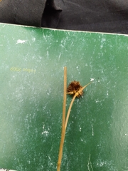 Juncus valvatus