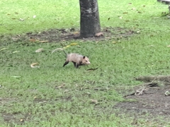 Didelphis marsupialis