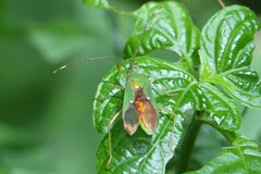 Homoeocerus graminis