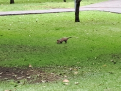 Didelphis marsupialis