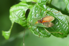 Homoeocerus graminis