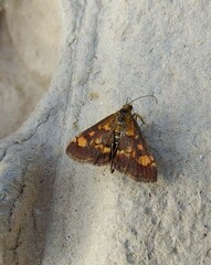 Pyrausta aurata