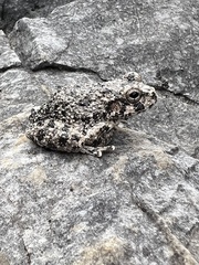 Hyla arenicolor