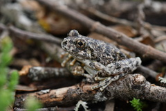 Hyla arenicolor
