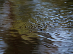 Natrix natrix