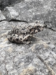 Hyla arenicolor