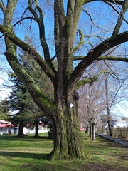 Ulmus minor