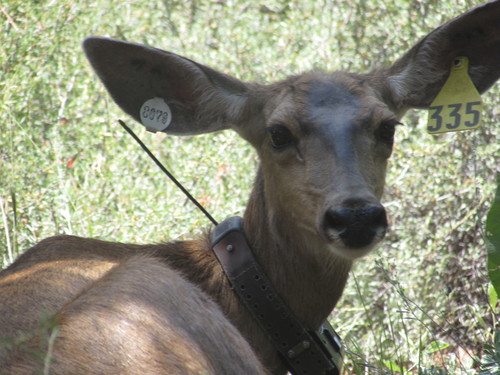 iNaturalist observation photo of Mule Deer