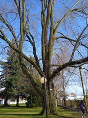 Ulmus minor