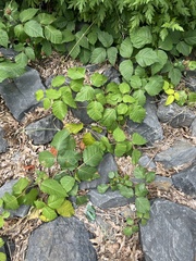 Toxicodendron radicans