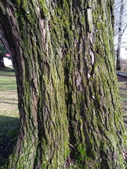 Ulmus minor