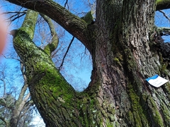 Ulmus minor