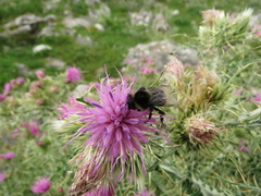 Bombus sylvarum