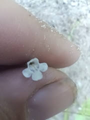 Lindernia anagallidea
