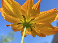 Cosmos sulphureus