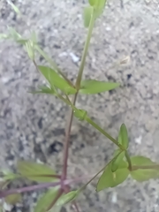 Lindernia anagallidea