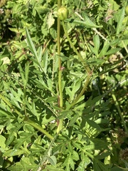Cosmos sulphureus