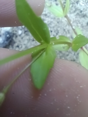 Lindernia anagallidea