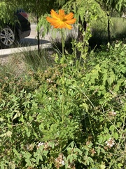 Cosmos sulphureus