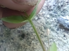 Lindernia anagallidea