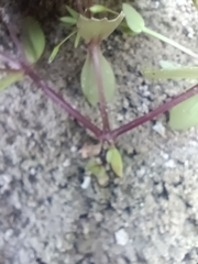 Lindernia anagallidea
