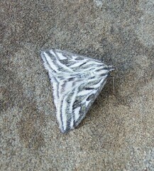 Loxostege aeruginalis