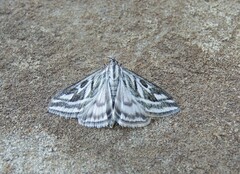 Loxostege aeruginalis