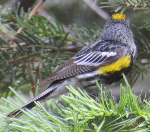 iNaturalist observation photo of Audubon's Warbler