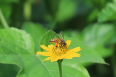 Apis cerana indica