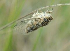 Cicadatra platyptera