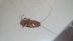 Periplaneta americana