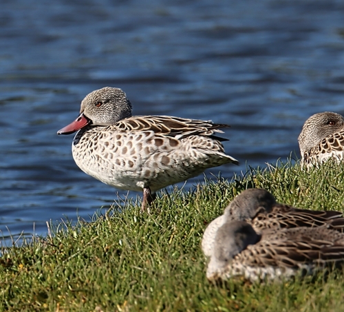 Canard du Cap