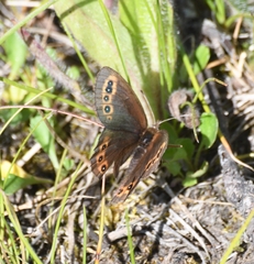 Erebia epipsodea