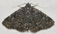 Metalectra tantillus