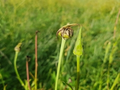 Microbotryum tragopogonis-pratensis