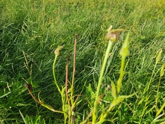 Microbotryum tragopogonis-pratensis