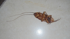 Periplaneta americana