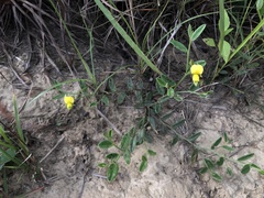 Crotalaria chinensis