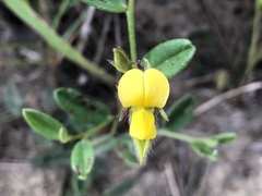 Crotalaria chinensis