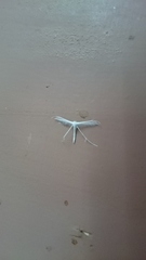 Pterophorus niveodactyla