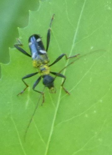 Pseudoxylosteus ornatus