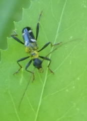 Pseudoxylosteus ornatus