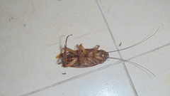 Periplaneta americana